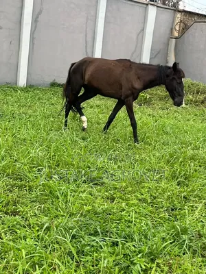 Pregnant Female Horse