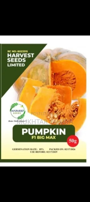 PUMPKIN, Big Max