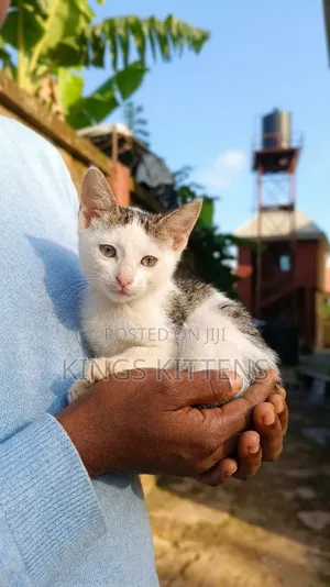 1-3 months Male Purebred American Shorthair