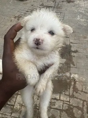 1-3 months Male Purebred American Eskimo