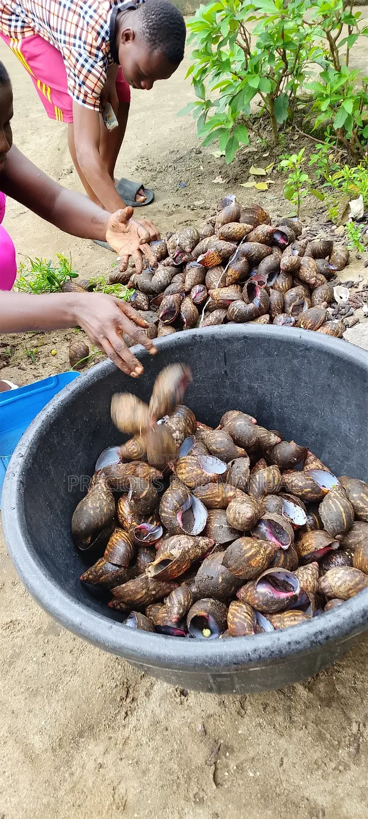 Buy Your Snails and Seafood