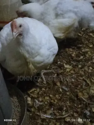 Broilers Available for Sale