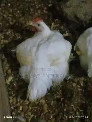 Broilers Available for Sale