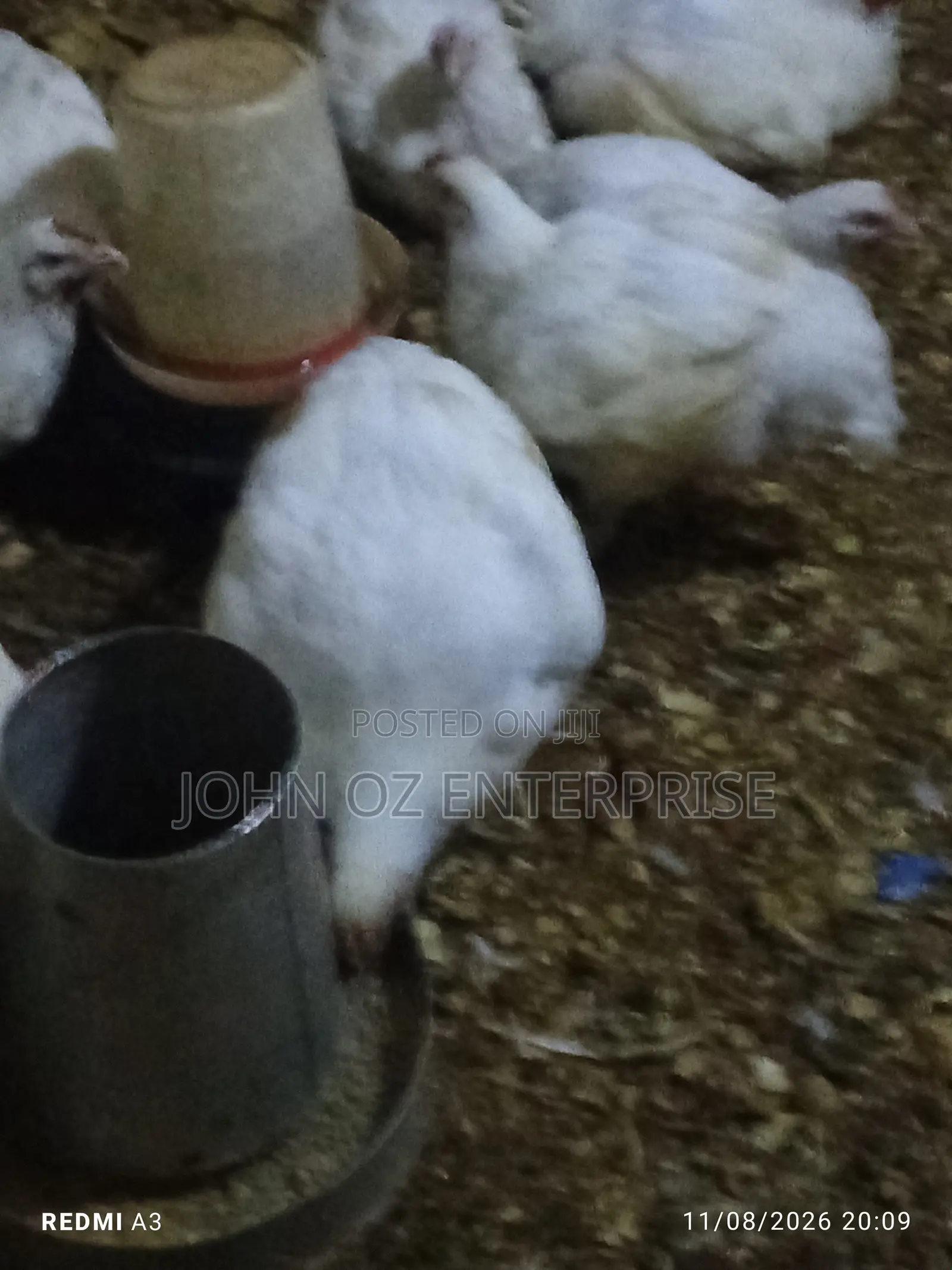 Broilers Available for Sale