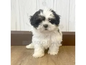 1-3 months Male Purebred Lhasa Apso