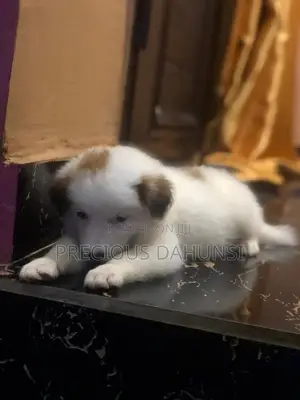 1-3 months Female Purebred American Eskimo