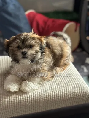 1-3 months Female Purebred Lhasa Apso