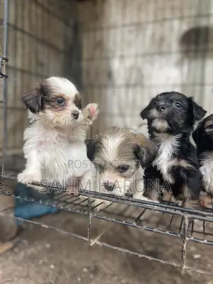 1-3 months Male Purebred Lhasa Apso