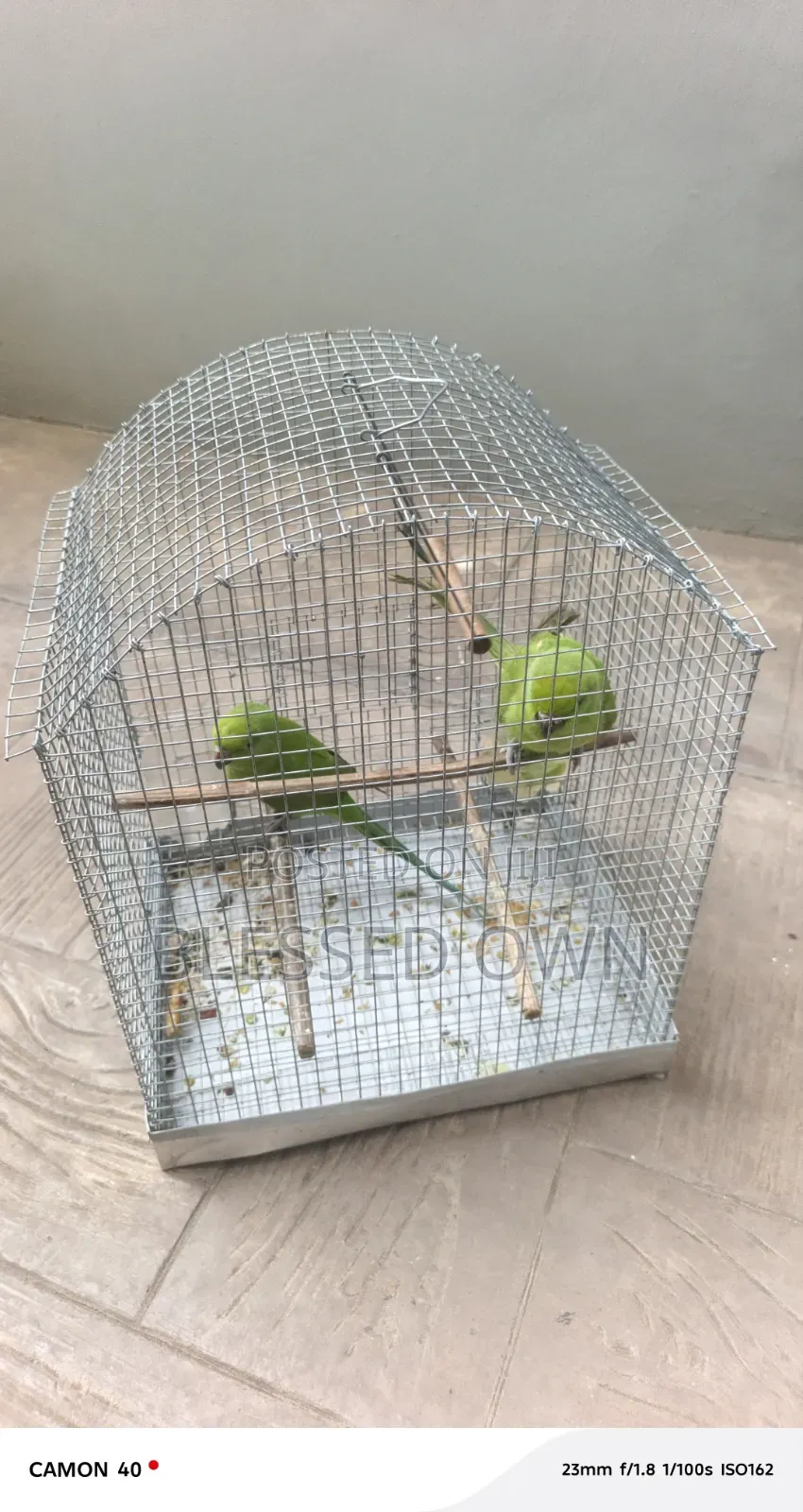 Indian Ringneck Birds