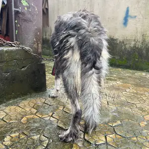 1+ year Male Purebred Caucasian Shepherd