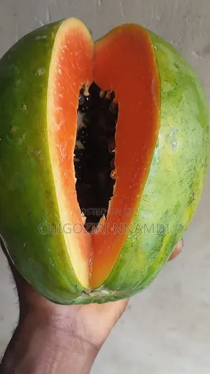 Red Lady Papaya Seeds and Seedlings