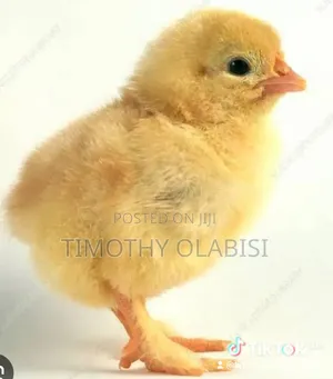A Day Old Broilers and Layers