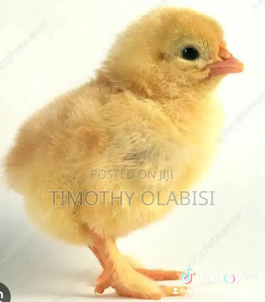 A Day Old Broilers and Layers