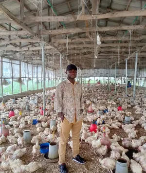 A Day Old Broilers and Layers