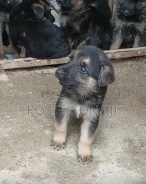 1-3 months Male Purebred German Shepherd