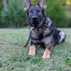 1-3 months Female Purebred German Shepherd
