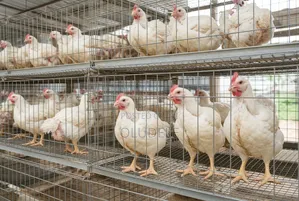 Mature Live Broilers for Sale – 2.5kg | Olorunsogo, Ibadan