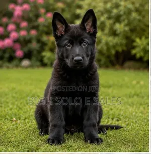 1-3 months Female Purebred German Shepherd