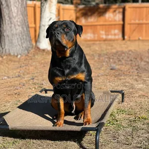 6-12 months Female Purebred Rottweiler