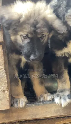 1-3 months Male Purebred Caucasian Shepherd