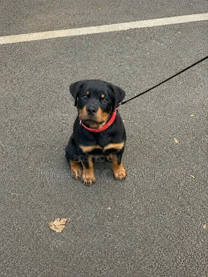 3-6 months Female Purebred Rottweiler
