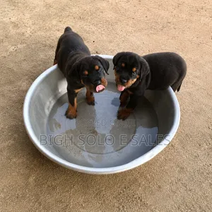 3-6 months Female Purebred Rottweiler