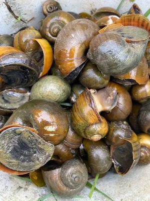 Fresh Water Snail/Whelk /Isawuru/Eju Mmiri/Ekwong- 500g