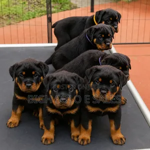 3-6 months Female Purebred Rottweiler