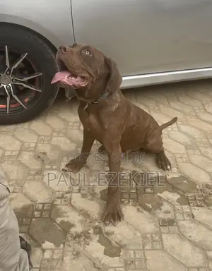 1+ year Male Purebred Neapolitan Mastiff