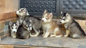 1-3 months Male Purebred Siberian Husky