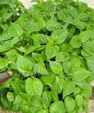 Best Potting Mix/Soil