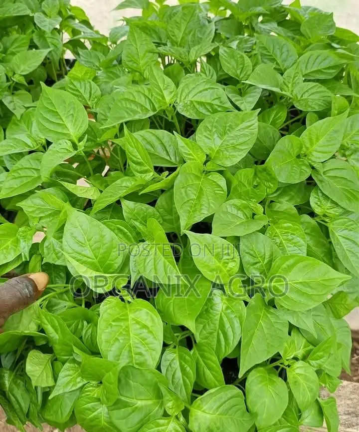 Best Potting Soil