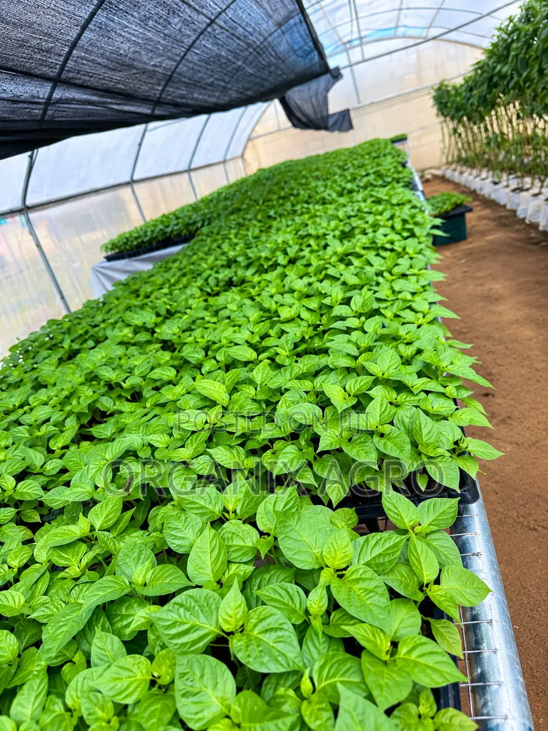 Best Potting Soil