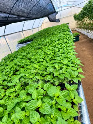 Best Potting Soil