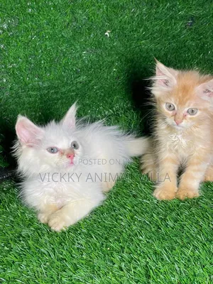 1-3 months Male Purebred Persian