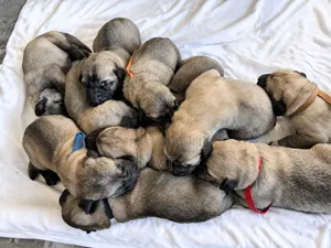 0-1 month Male Mixed Breed Kangal