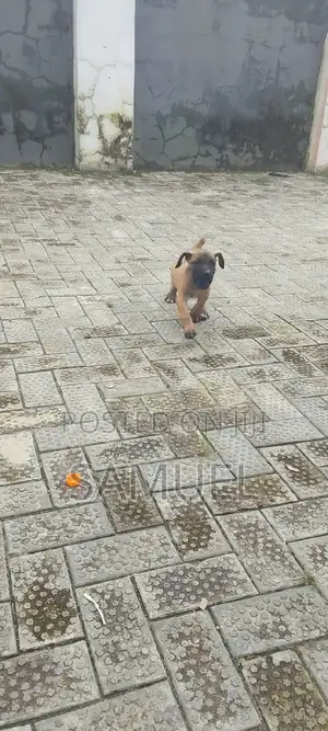 1-3 months Female Purebred Boerboel