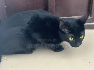 6-12 months Male Purebred American Shorthair