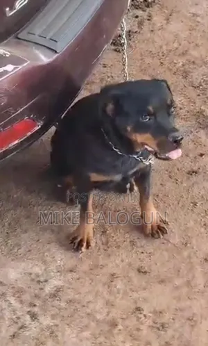 1+ year Female Purebred Rottweiler