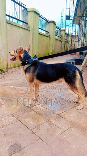 1+ year Male Purebred German Shepherd