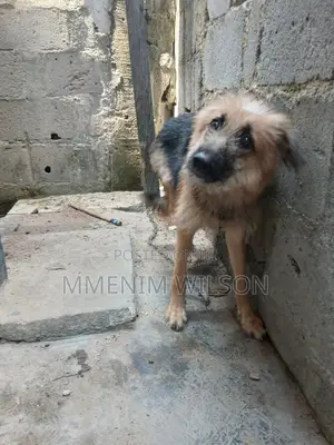 6-12 months Female Mixed Breed German Shepherd