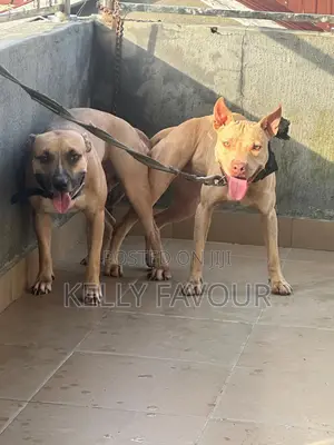 1-3 months Male Purebred American Pit Bull Terrier