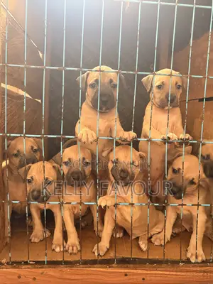 1-3 months Male Purebred American Pit Bull Terrier