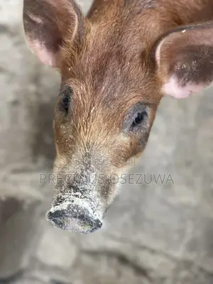 Pigs Duroc