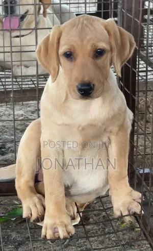 1-3 months Female Purebred Labrador Retriever