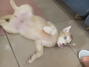 1-3 months Female Purebred Siberian Husky