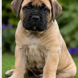 3-6 months Female Purebred Boerboel