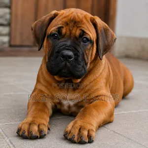 3-6 months Female Purebred Boerboel
