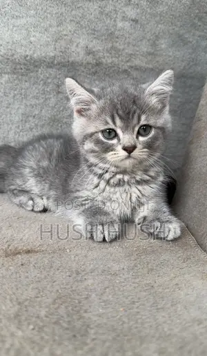 1-3 months Male Mixed Breed British Shorthair