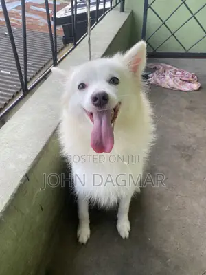 1+ year Female Purebred American Eskimo